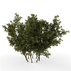Bush